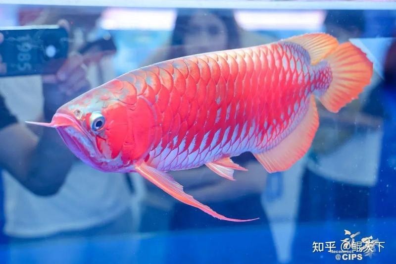 2025年長城杯水族展有哪些亮點？