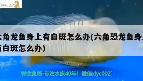 銀龍魚身上長白點用什么藥治療，銀龍魚身上長白點用什么藥治療好