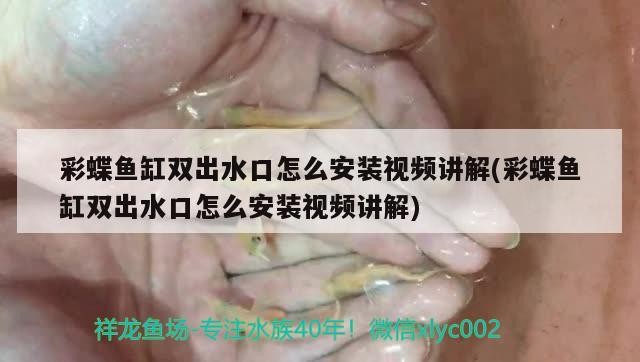 銀龍魚魚鱗有白點（銀龍魚魚鱗上有白點）