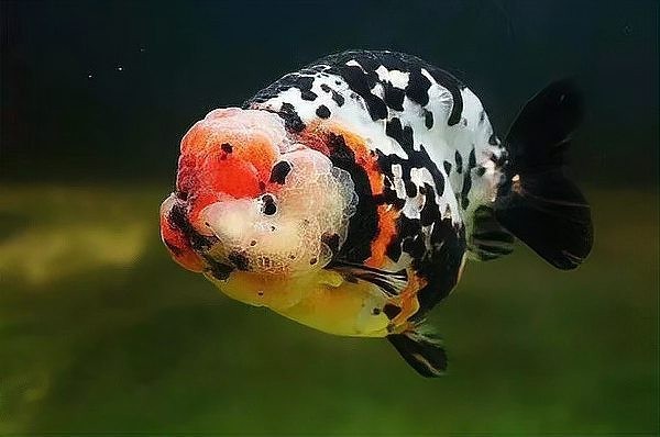 福州金魚神州行巡展還有哪些站？