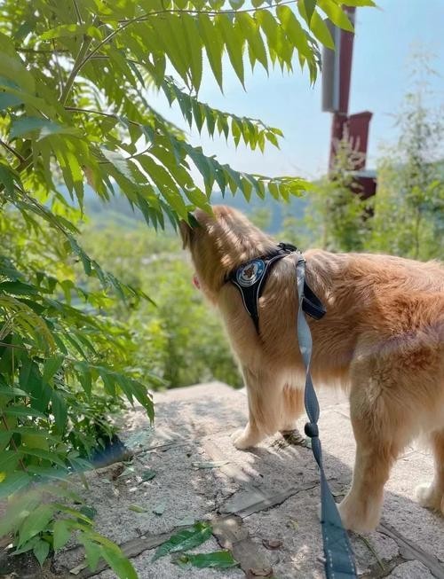 水長城景區(qū)有寵物寄養(yǎng)服務(wù)嗎？