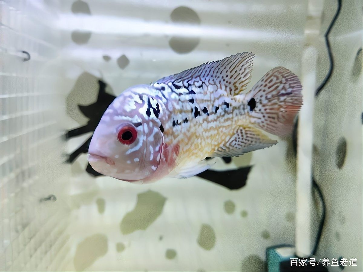 龍魚弓背需要單獨隔離嗎？