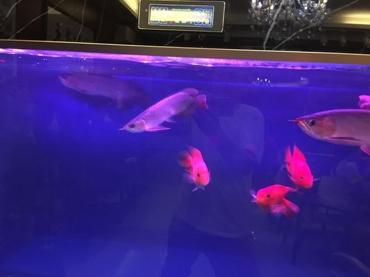 龍魚沉頭吐氣泡肛門拉氣泡怎么治療：龍魚沉頭吐氣泡肛門拉氣泡怎么辦