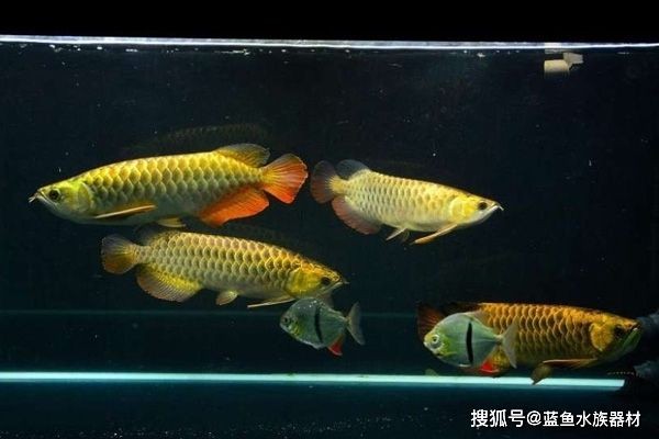 龍魚沉頭吐氣泡肛門拉氣泡怎么治療：龍魚沉頭吐氣泡肛門拉氣泡怎么辦