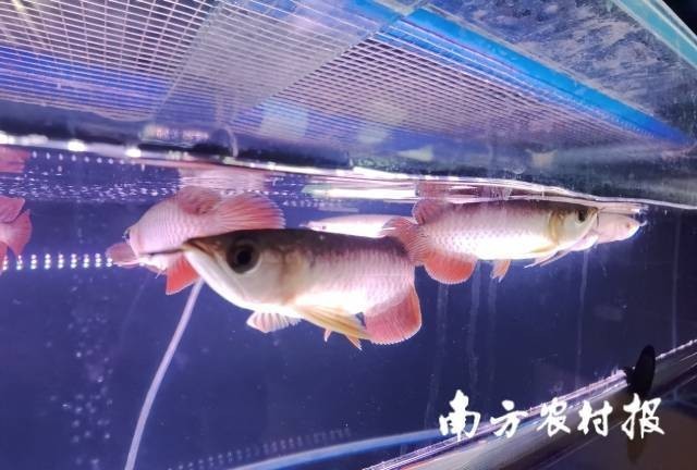 芳村龍魚批發(fā)市場有進(jìn)口龍魚嗎