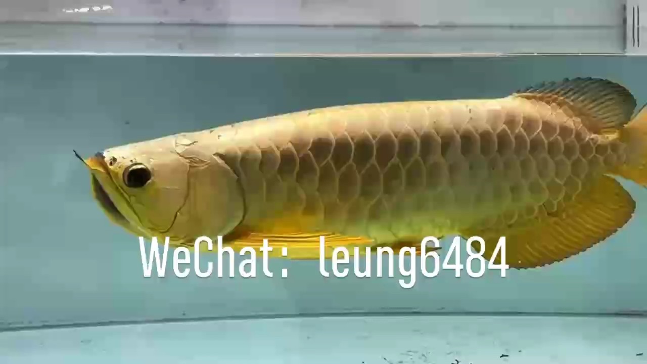AG琥珀金：炮王全金條