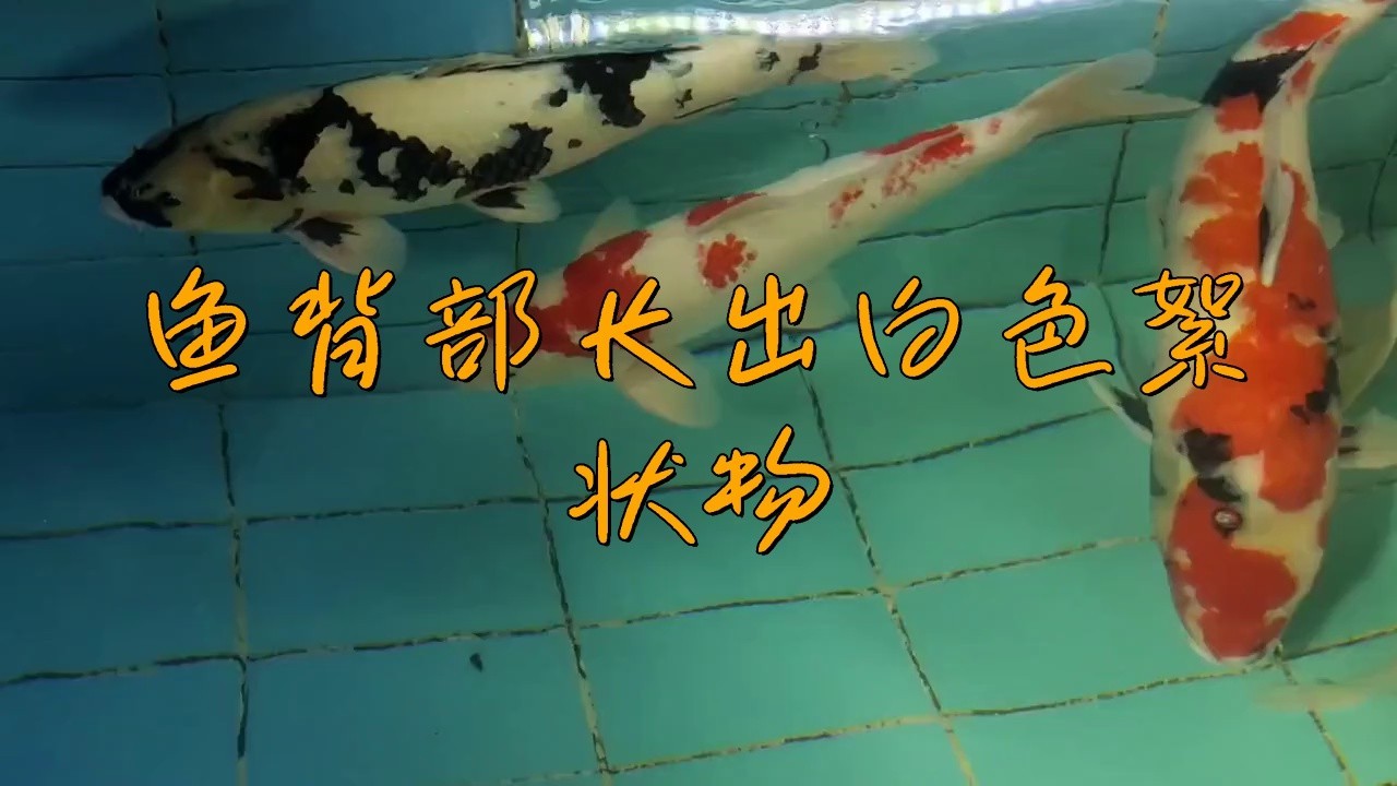 如何判斷龍魚是否感染水霉？