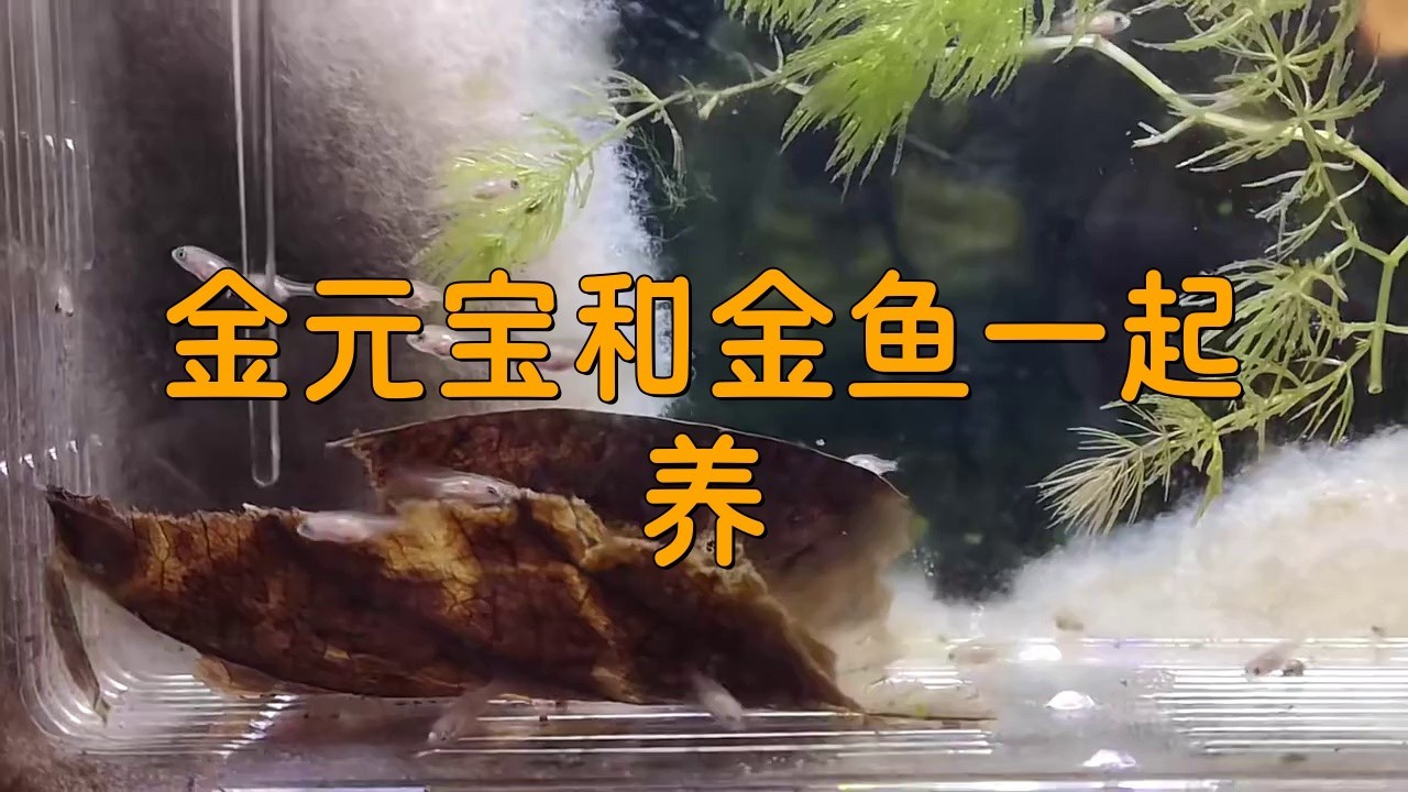 元寶魚和龍魚能混養嗎圖片