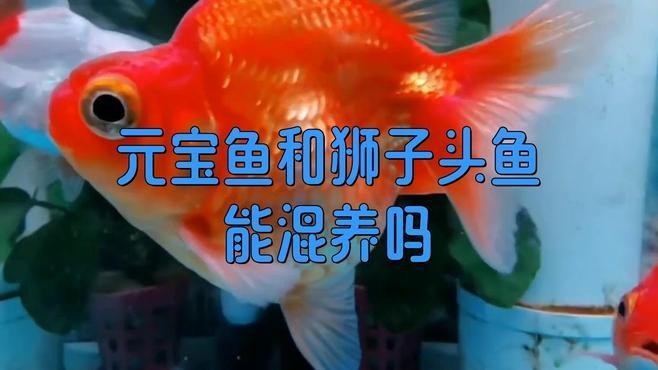元寶魚和龍魚能混養嗎圖片