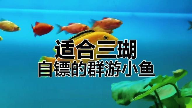 元寶魚和龍魚能混養嗎圖片