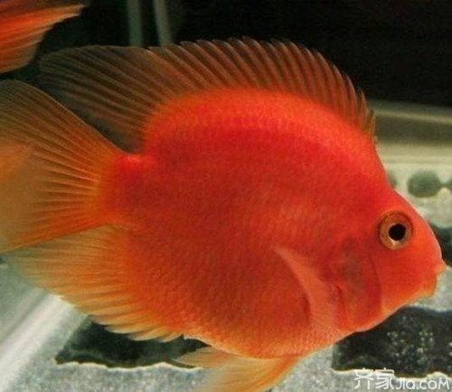 元寶魚和龍魚能混養嗎圖片