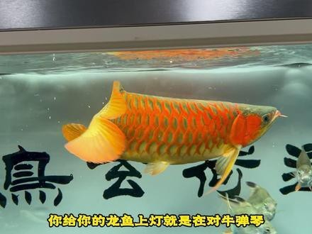 紅龍魚燈什么牌子好用又實惠耐用的