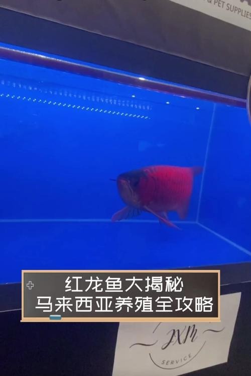 哪里可以購買到頂級紅龍魚？ 哪里可以購買到頂級紅龍魚？ 2025長城杯龍魚大賽 第5張