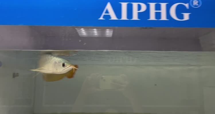 哪里可以購買到頂級紅龍魚？ 哪里可以購買到頂級紅龍魚？ 2025長城杯龍魚大賽 第11張