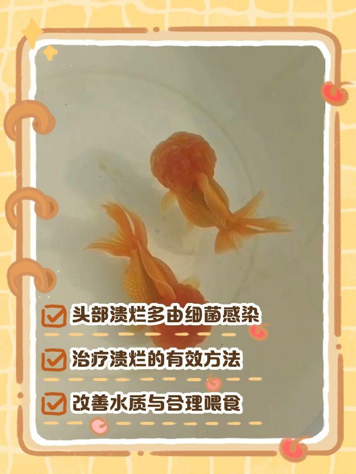 觀賞魚頭上爛了一塊怎么辦