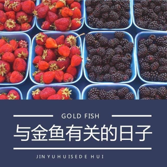 如何區分真假熊貓蝶尾金魚？