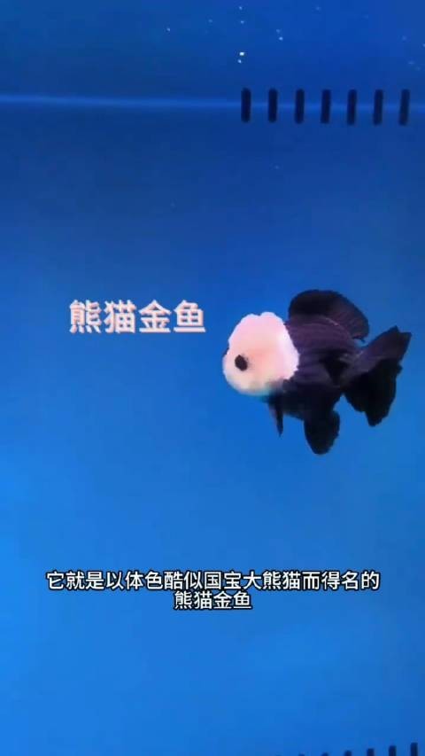 如何區分真假熊貓蝶尾金魚？