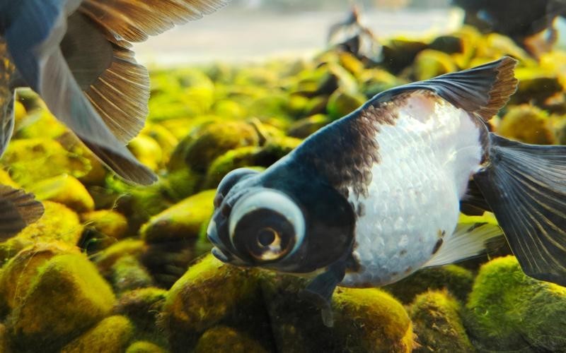 如何區分真假熊貓蝶尾金魚？