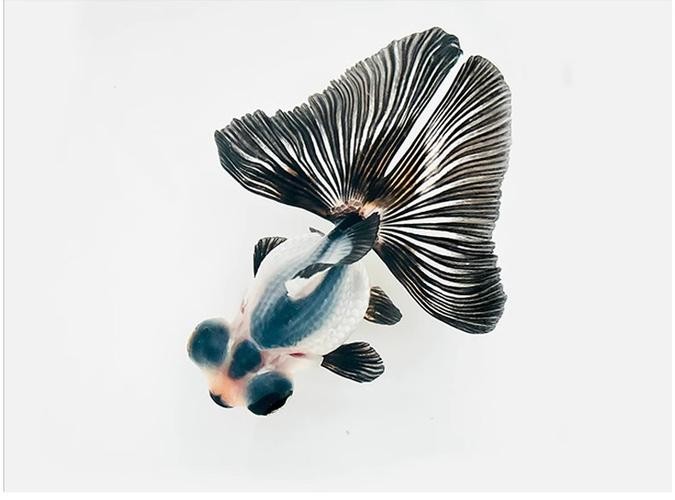 如何區分真假熊貓蝶尾金魚？