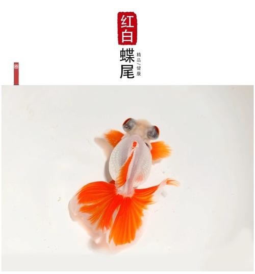 如何區分真假熊貓蝶尾金魚？