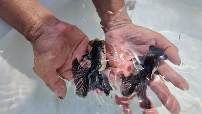 如何區分真假熊貓蝶尾金魚？