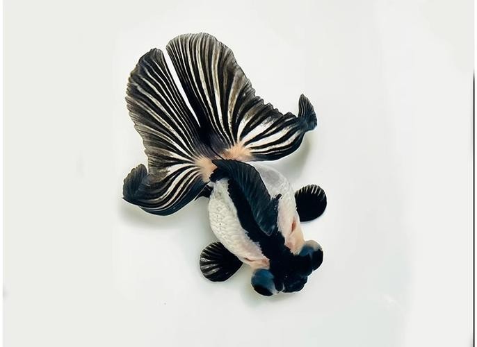 如何區分真假熊貓蝶尾金魚？