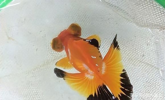 如何區分真假熊貓蝶尾金魚？