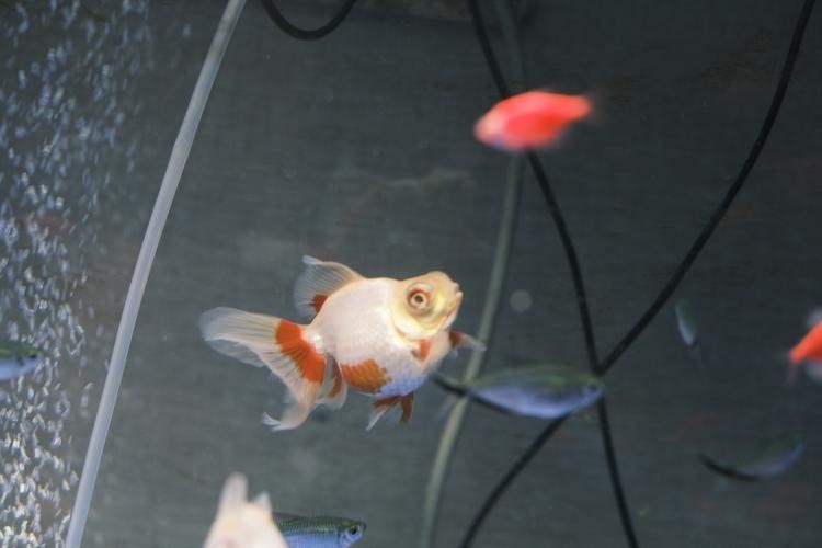 如何區分真假熊貓蝶尾金魚？