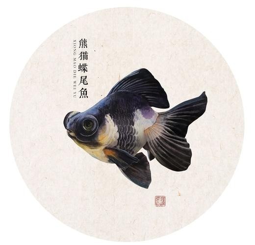 如何區分真假熊貓蝶尾金魚？