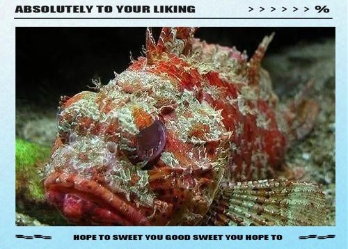 海里十大毒魚排名