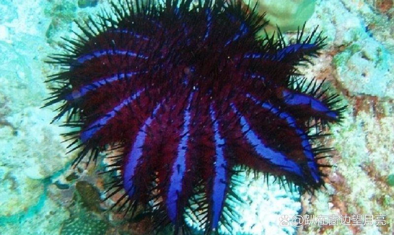 海里十大毒魚排名