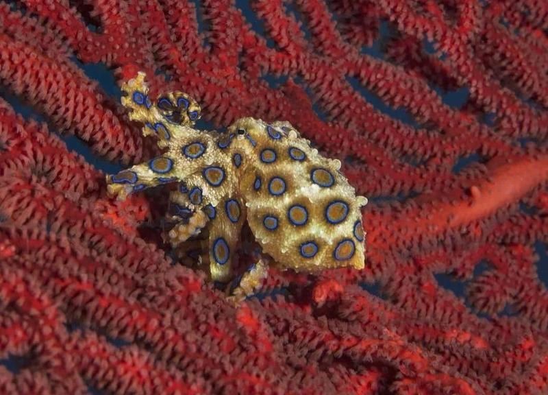 海里十大毒魚排名