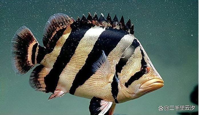 海里十大毒魚排名