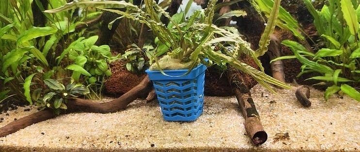 什么樹可以放魚缸里養：魚缸中的大水草對光照和水質的影響和美觀性的影響和美觀