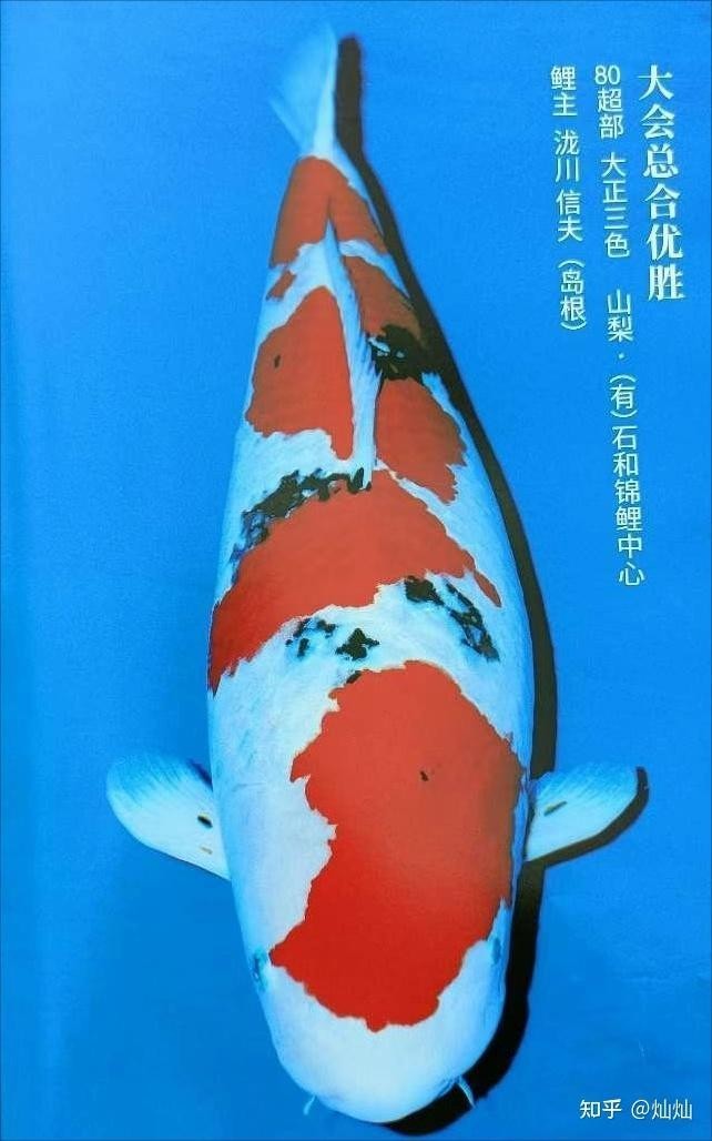 如何欣賞和評價錦鯉的品相？