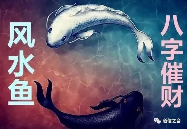 四條魚的風水寓意 四條魚的風水寓意 龍魚論壇 第3張