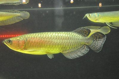 一米二五十寬的魚缸養龍魚怎么樣：一米二五十寬的魚缸適合養龍魚嗎？