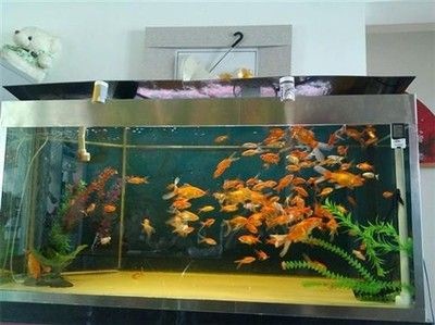 選擇海洋生態魚缸需要考慮哪些問題：海洋生態魚缸品牌推薦：海洋生態魚缸品牌推薦