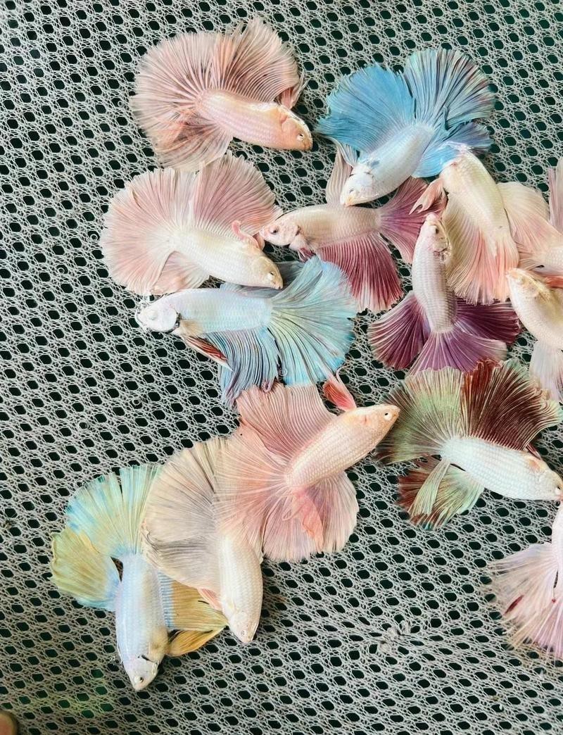 斗魚最建議買的5種顏色