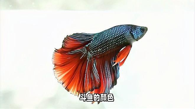 斗魚最建議買的5種顏色