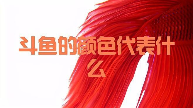 斗魚最建議買的5種顏色