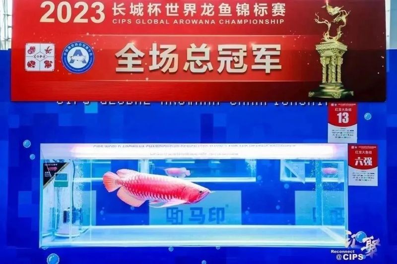 龍魚大賽冠軍獎勵