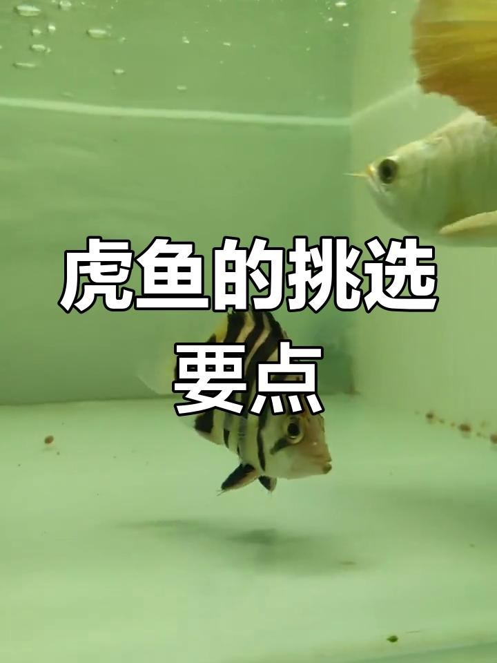 福虎異型虎魚最值得買的三個品種