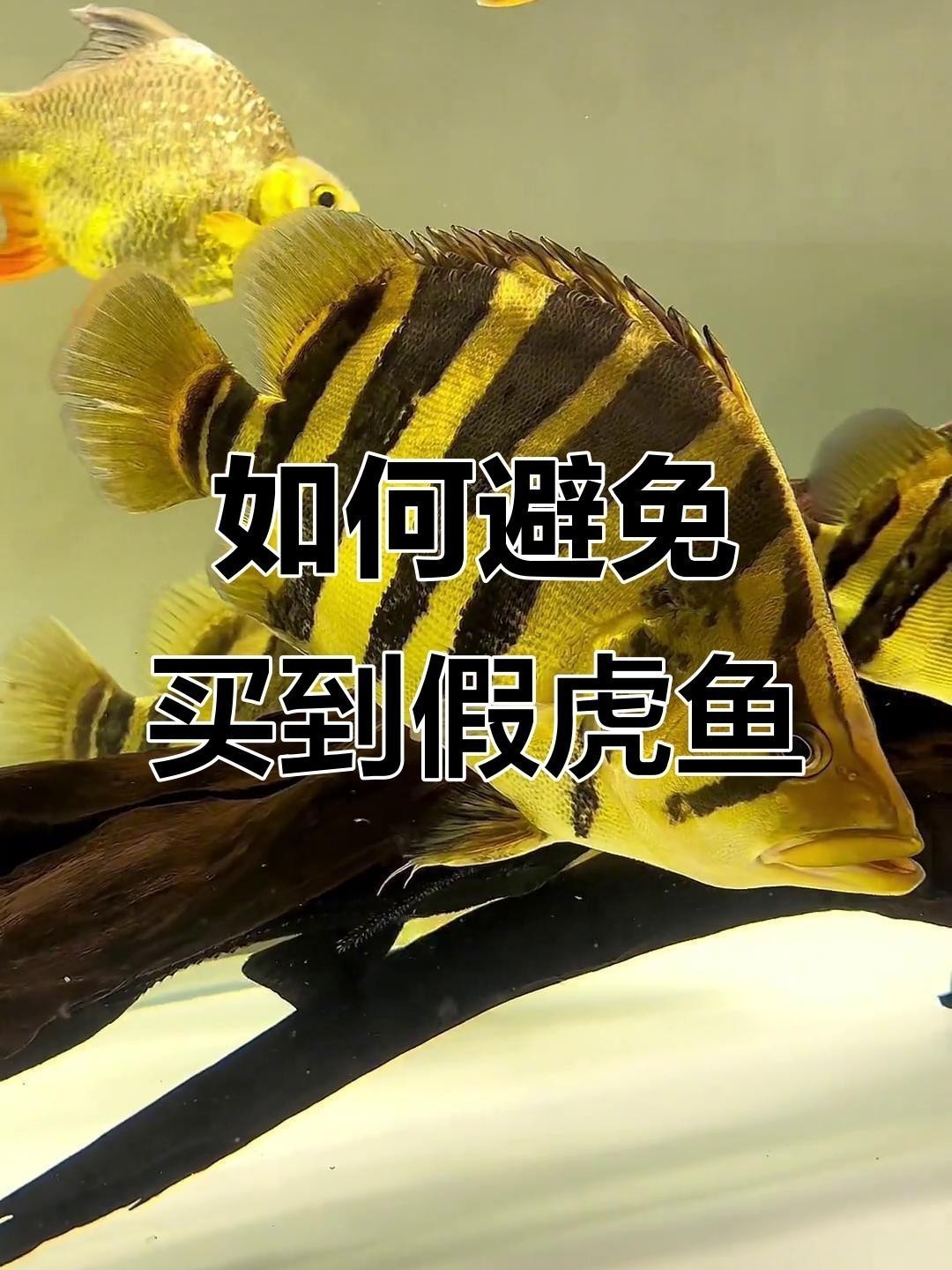 福虎異型虎魚最值得買的三個品種