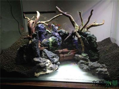 魚(yú)缸什么樣的好造景什么樣的好：如何選擇和實(shí)施魚(yú)缸造景