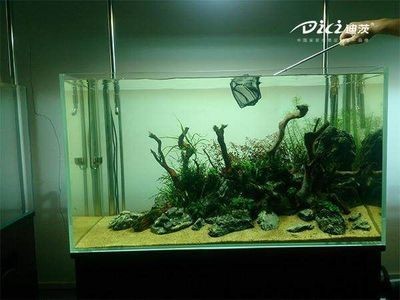 魚(yú)缸什么樣的好造景什么樣的好：如何選擇和實(shí)施魚(yú)缸造景