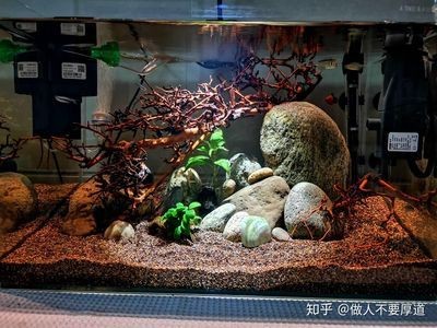 魚(yú)缸什么樣的好造景什么樣的好：如何選擇和實(shí)施魚(yú)缸造景