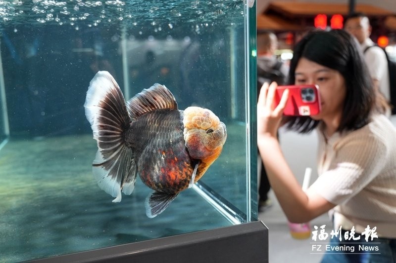 2025年福魚大賽有哪些亮點？