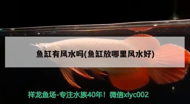 新手養(yǎng)銀龍魚入門技巧圖片(養(yǎng)銀龍魚的方法)