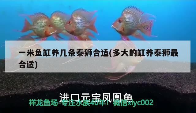 新手養(yǎng)銀龍魚入門技巧圖片(養(yǎng)銀龍魚的方法)